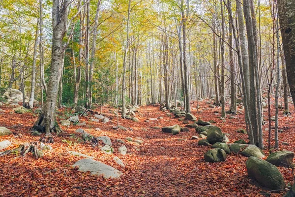 Осінь буковими лісами Montseny природний парк, Каталонія — стокове фото