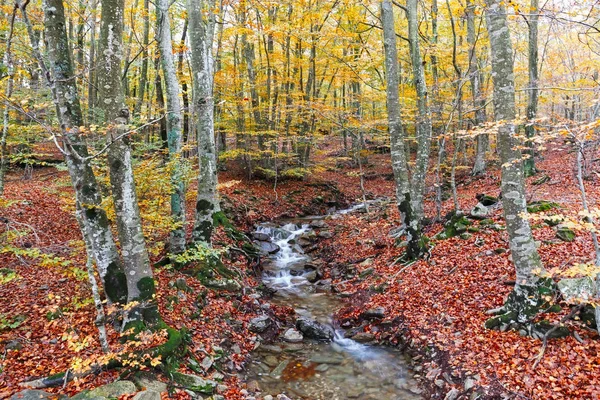 Осінній буковими лісами wirh Creek через в природних ПА Montseny — стокове фото