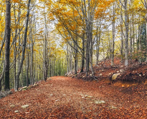 Floresta de faia de outono no Parque Natural de Montseny, Catalunha — Fotografia de Stock