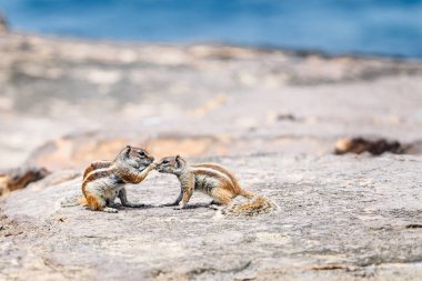 Barbary Ground Squirrels (Chipmunks) in Fuerteventura, Canary Islands clipart
