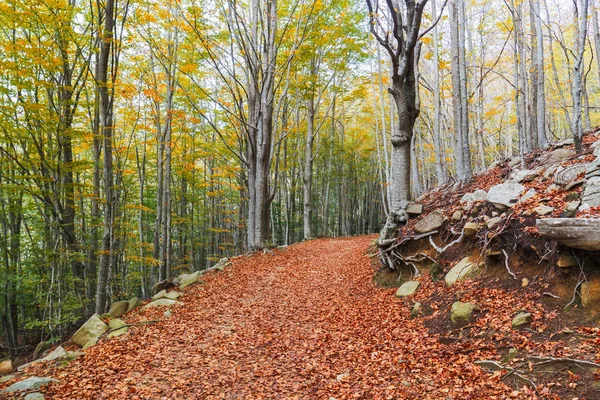 Floresta Faia Outono Parque Natural Montseny Catalunha — Fotografia de Stock