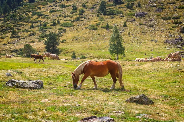 Koně Pasoucí Pyrenejích Katalánsko — Stock fotografie