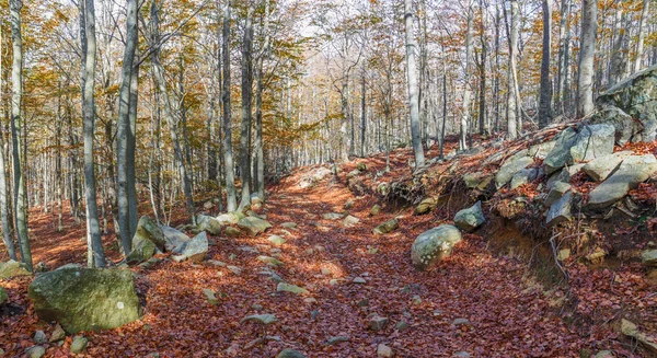Осінь Буковими Лісами Montseny Природний Парк Каталонія — стокове фото