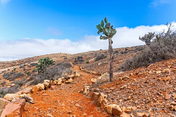 Cactus Dans Paysage Volcanique Sauvage Fuerteventura Îles Canaries — Photo