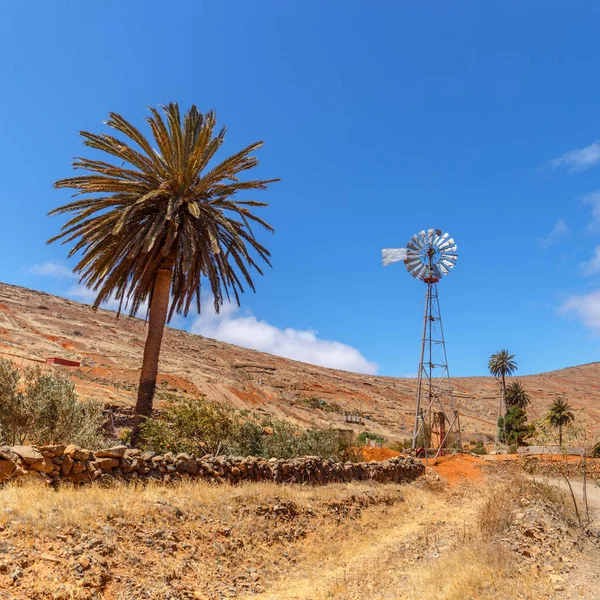 Palm Tree Och Väderkvarn Öknen Landskap Fuerteventura Kanarieöarna — Stockfoto