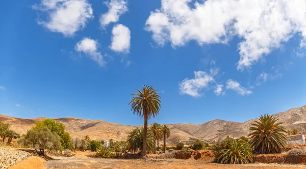 Fuerteventura Kanarya Adaları Çöl Manzarada Palmiye Ağaçları — Stok fotoğraf
