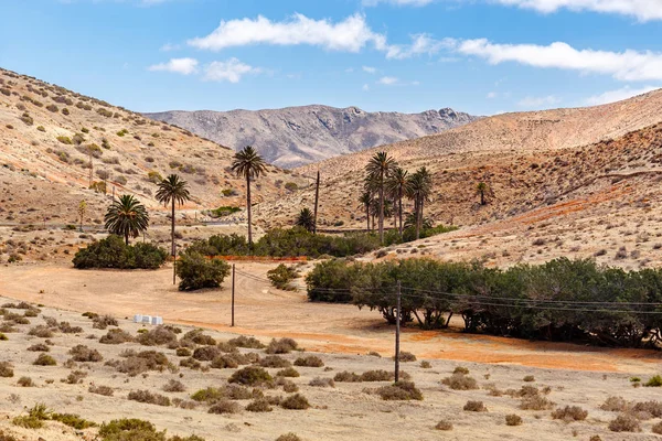 Palmbomen Een Vallei Van Fuerteventura — Stockfoto