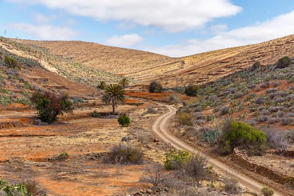 Palmeras Valle Fuerteventura —  Fotos de Stock