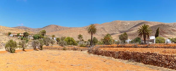 Palm Bomen Panorama Fuerteventura — Stockfoto