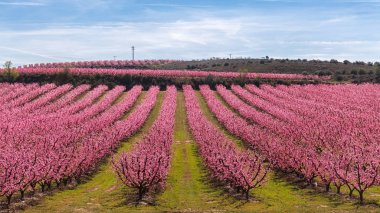 Peach Trees in Early Spring Blooming in Aitona, Catalonia clipart