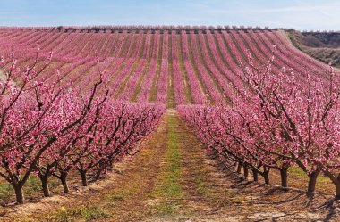 Peach Trees in Early Spring Blooming in Aitona, Catalonia clipart