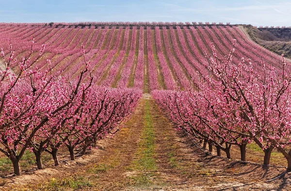 加泰罗尼亚艾托纳早春的桃树 — 图库照片