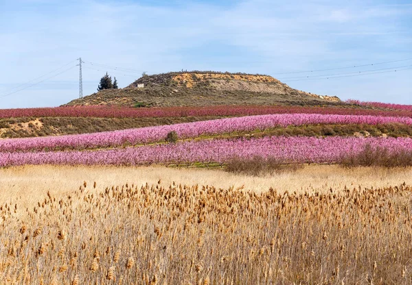 Alberi di Pesche in Inizio Primavera Fioritura ad Aitona, Catalogna — Foto Stock