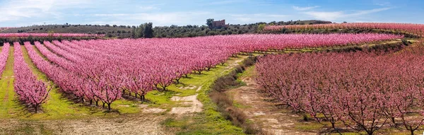 Pêssego árvores no início da primavera florescendo em Aitona, Catalunha — Fotografia de Stock