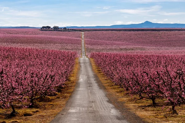 Pfirsichbäume im zeitigen Frühling blühen in aitona, Katalonien — Stockfoto