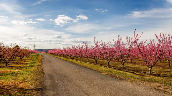 Camino que cruza los melocotoneros a principios de primavera floreciendo en Aitona — Foto de Stock