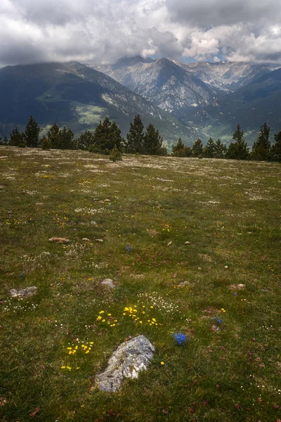 Summer Blooming in High Mountain Landscape — Stock Photo, Image