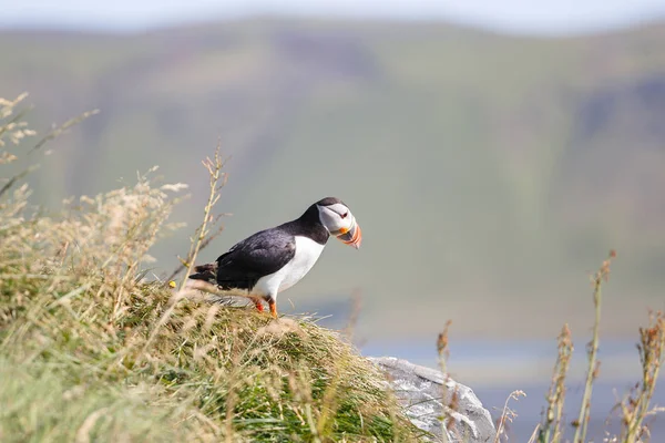 Puffin på en udde över Kirkjufjara Beach på Island — Stockfoto