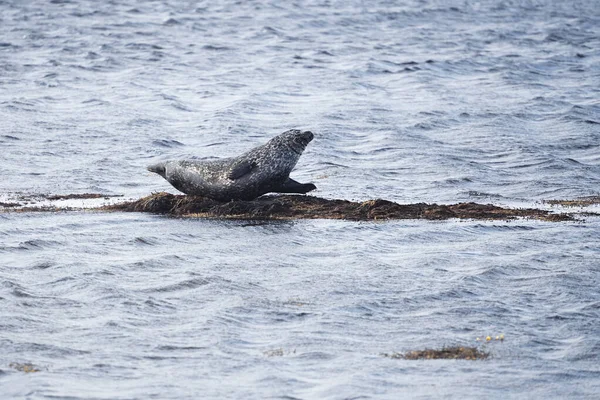 Harbor Seal i Ytri Tunga, Island — Stockfoto