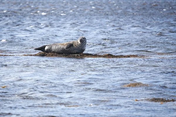 Harbor Seal i Ytri Tunga, Island — Stockfoto