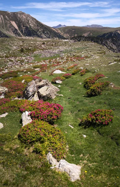 Красиві Польові Квіти Вершині Ульдетера Каталонські Піренеї — стокове фото