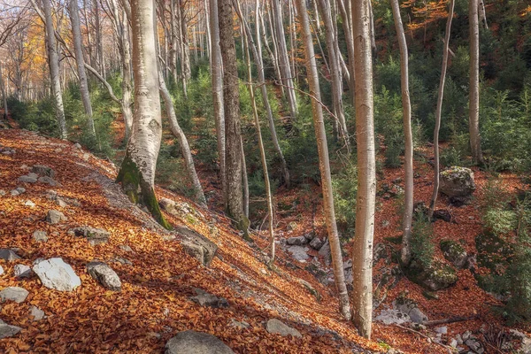Восени Вудленді Бергеді Каталонія — стокове фото
