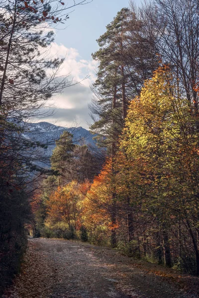 Caminho Através Das Florestas Temporada Automóveis — Fotografia de Stock