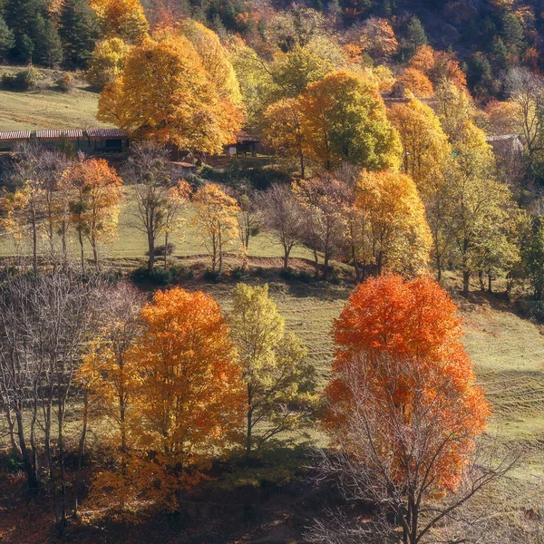 Ландшафт Осінніх Дерев Осінній Сезон Бергеді Каталонія — стокове фото