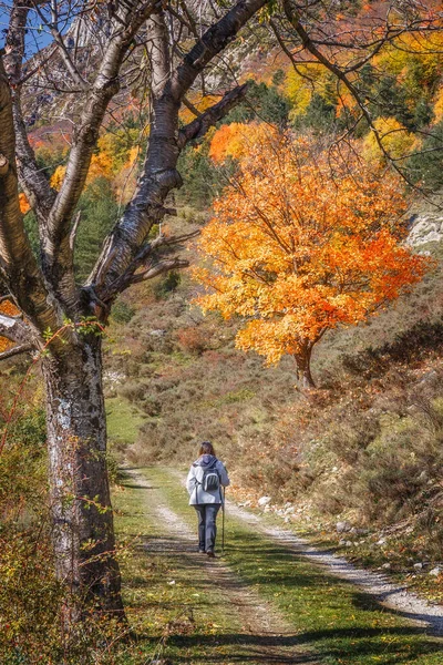 Caminhadas Mulher Woodland Outono — Fotografia de Stock
