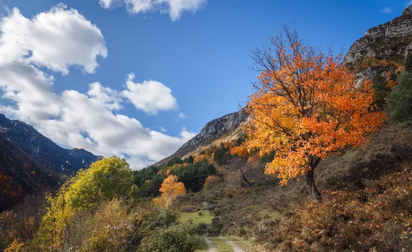 Krajobraz Jesiennego Drzewa Jesienny Sezon Bergueda Katalonia — Zdjęcie stockowe