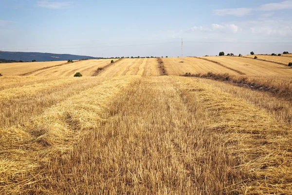 Wheat Fields Teruel Spain — Stock Photo, Image