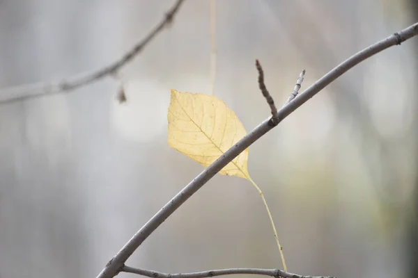 Hoja Seca Bosque — Foto de Stock