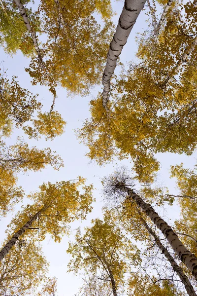 Titta Upp Höstskogen — Stockfoto