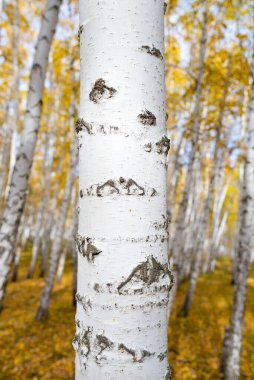 Sonbahar ormanına karşı huş ağacı