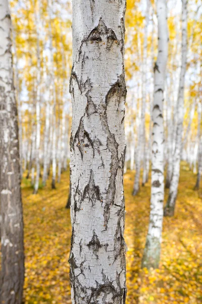 Birch Tree Autumn Forest — Stock Photo, Image