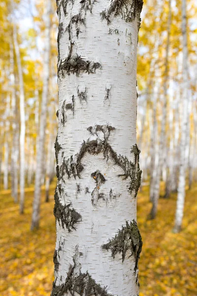 Birch Tree Autumn Forest — Stock Photo, Image