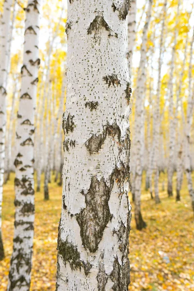 秋の森に対する白樺の木 — ストック写真