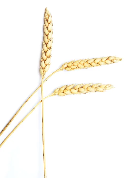白い背景に隔離された小麦 — ストック写真