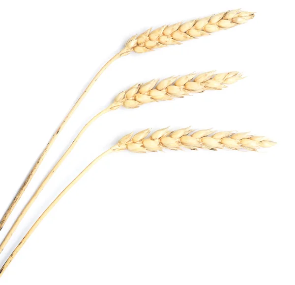 Wheat Isolated White Background — Stock Photo, Image