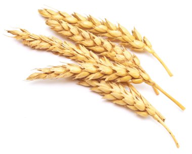 Beyaz arkaplanda buğday izole