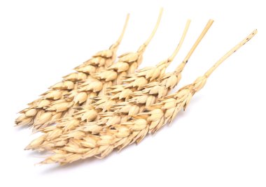 Beyaz arkaplanda buğday izole