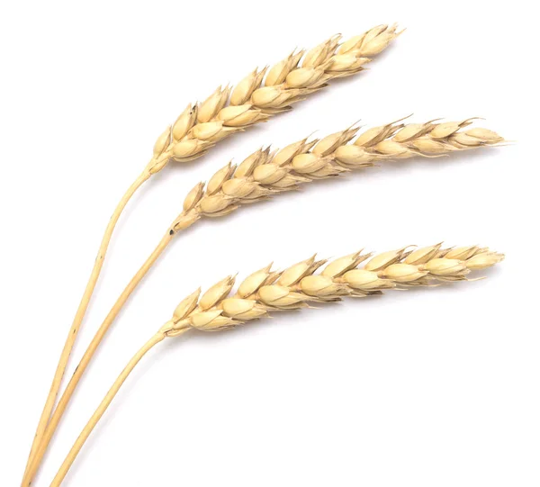 Пшениця Ізольована Білому Тлі — стокове фото