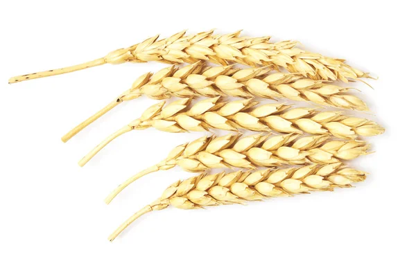 Wheat Isolated White Background — Stock Photo, Image