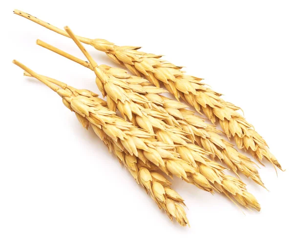 Pšenice Izolované Bílém Pozadí — Stock fotografie