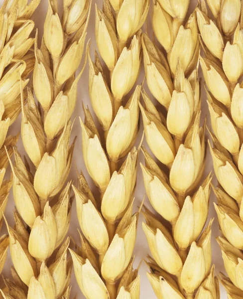Raw Wheat Background — Stock Photo, Image