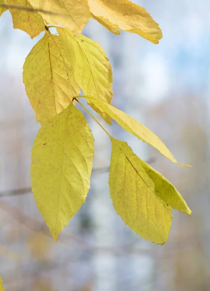 Feuilles Sèches Dans Une Forêt — Photo