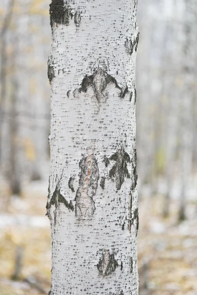 Nyírfa Őszi Erdő Ellen — Stock Fotó