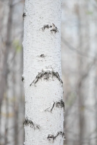 白桦树与秋林的对比 — 图库照片