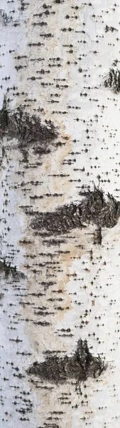 汚い白樺の樹皮の質感 — ストック写真