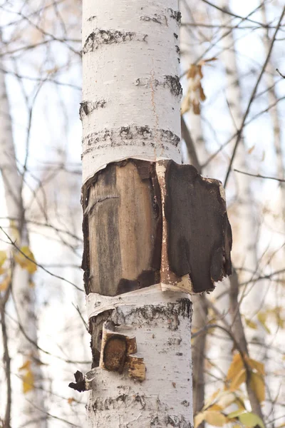 Birch Tree Damaged Bark — Stock Photo, Image